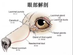 狗狗眼里常含淚水，是為愛感動嗎？